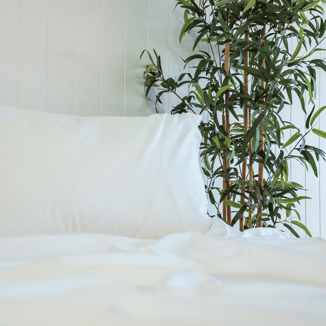 bamboo plant next to a Naptime bed with a white wall background
